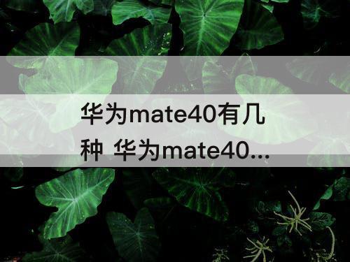 华为mate40有几种 华为mate40有几种排列